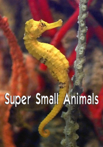 Super Small Animals 2017