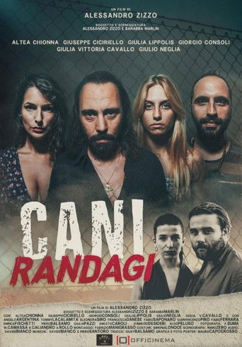 Cani randagi 2023